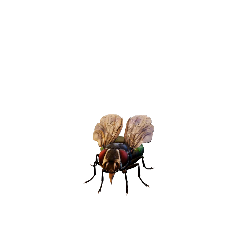 The Festering Fly